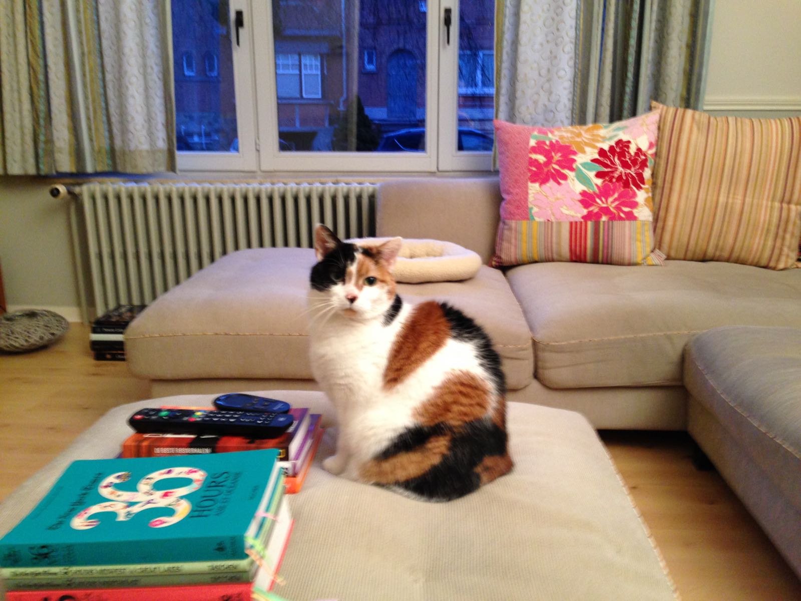 Thomas, pet sitter in Amsterdam, photo 1
