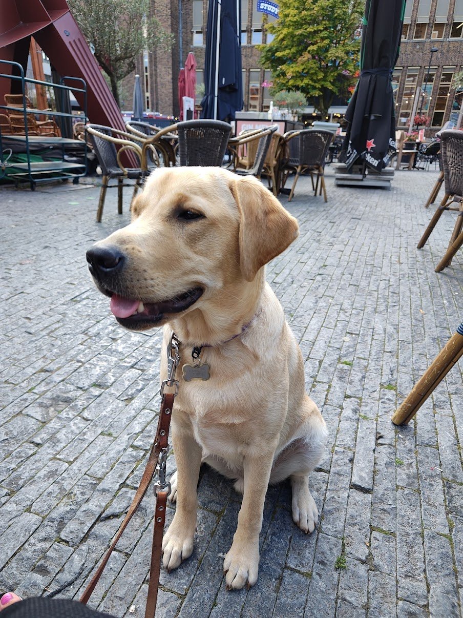 Jose, pet sitter in Utrecht, photo 1