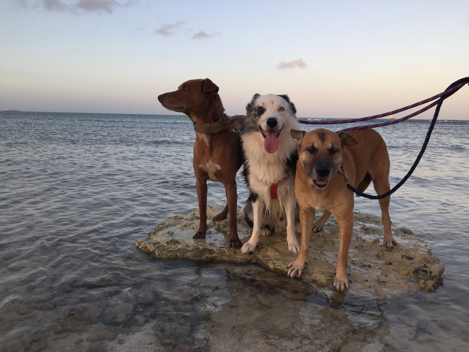Naomi, pet sitter in Amsterdam, photo 3
