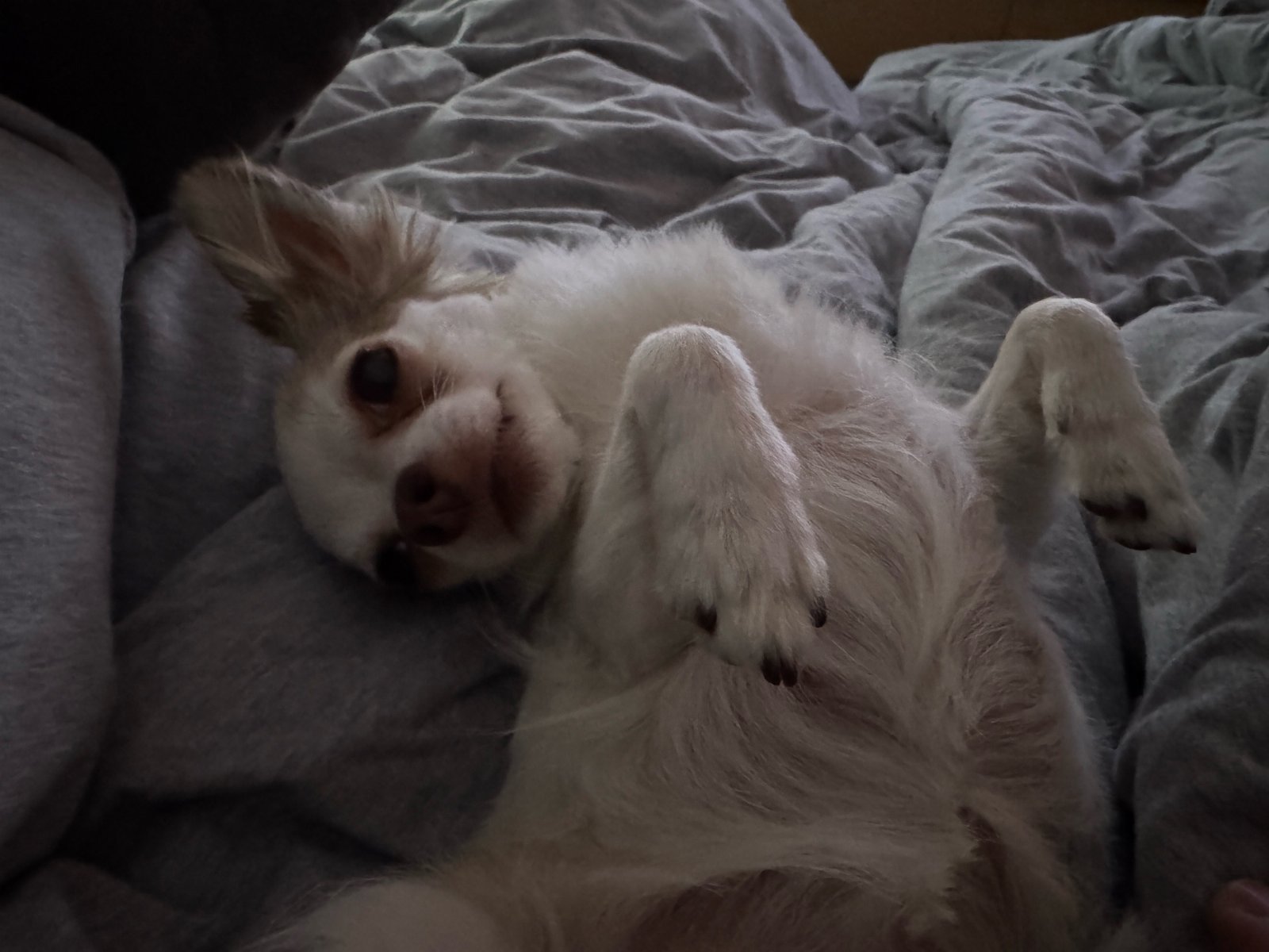 Mario, pet sitter in Wesseling, photo 5