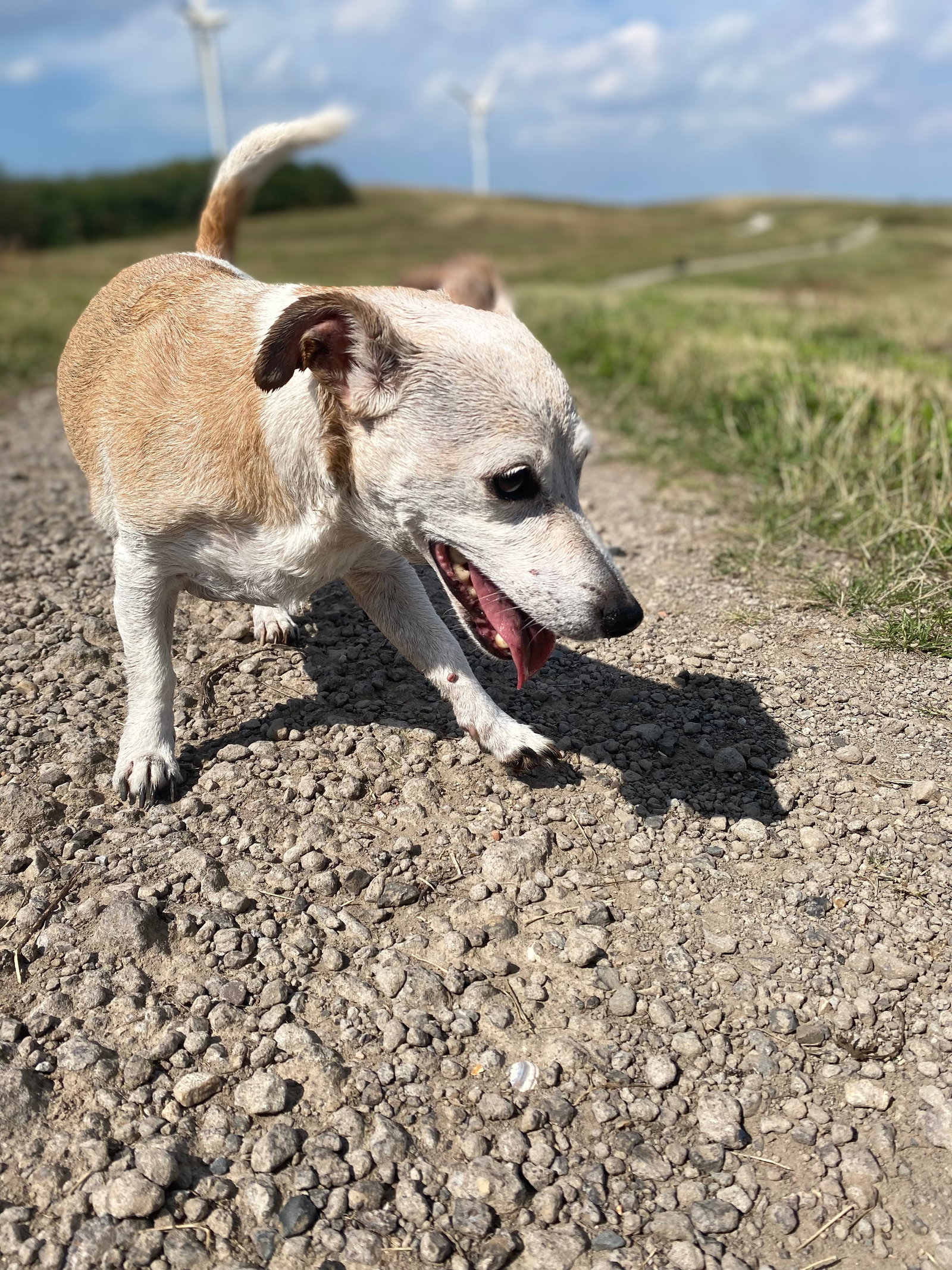 Dominique, pet sitter in IJmuiden, photo 2