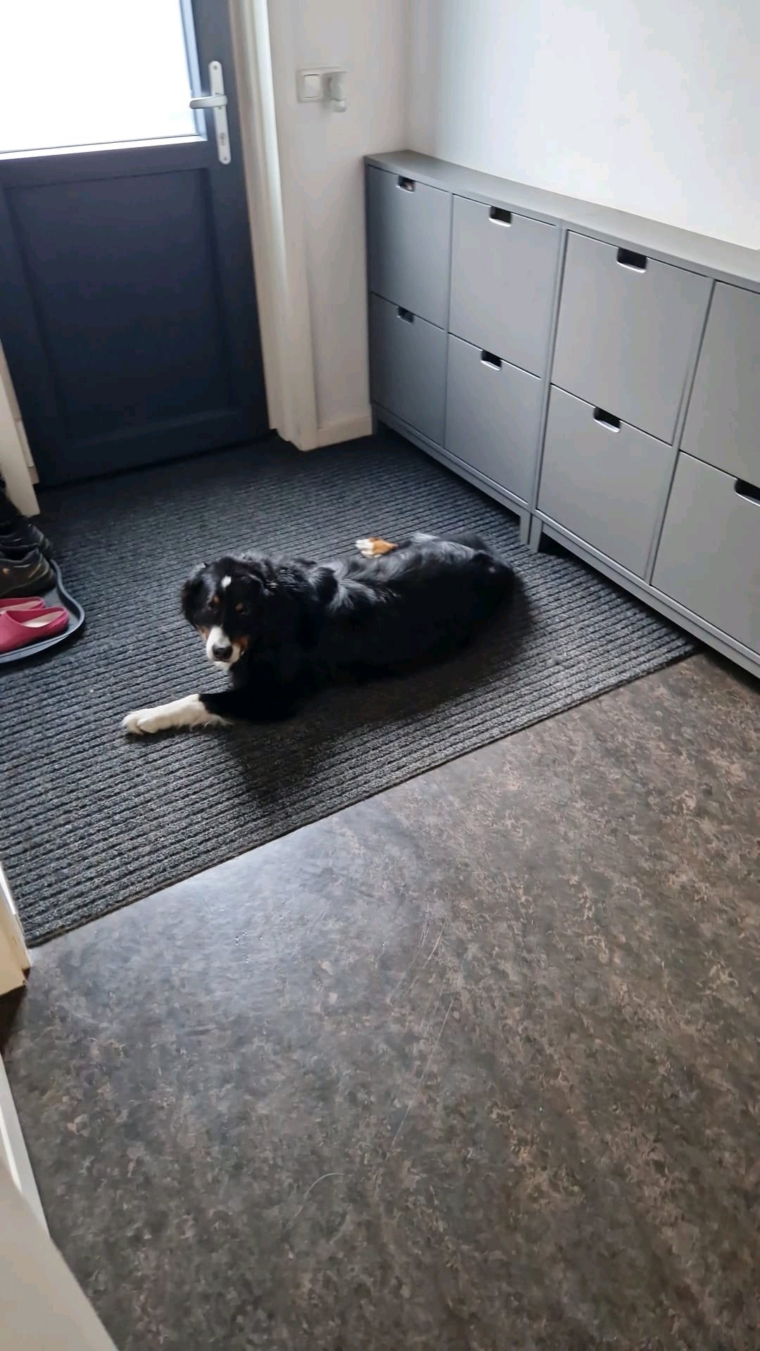 Petra, dierenoppas in Waskemeer, foto 4