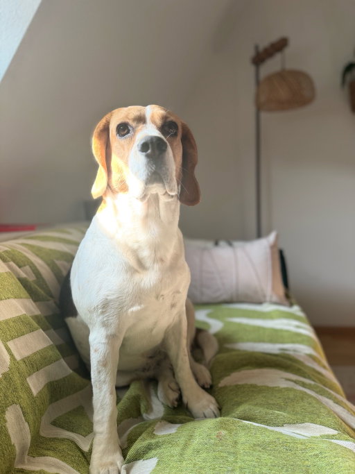 naz, Tiersitter in Nürnberg, Foto 4