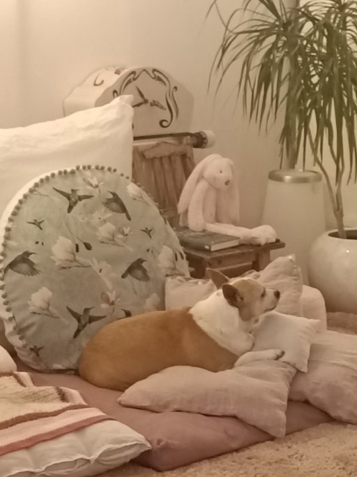 michelle, pet sitter in Capelle aan den IJssel, photo 1