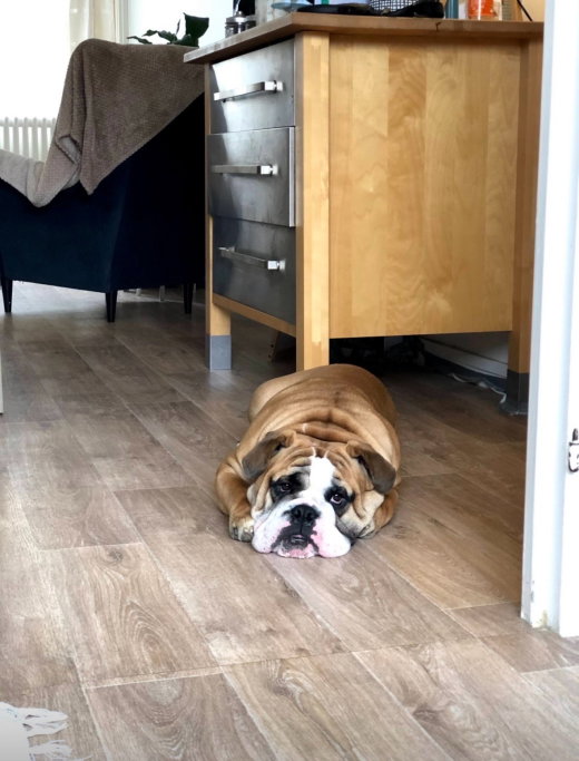 Laetitia, pet sitter in Amsterdam, photo 3