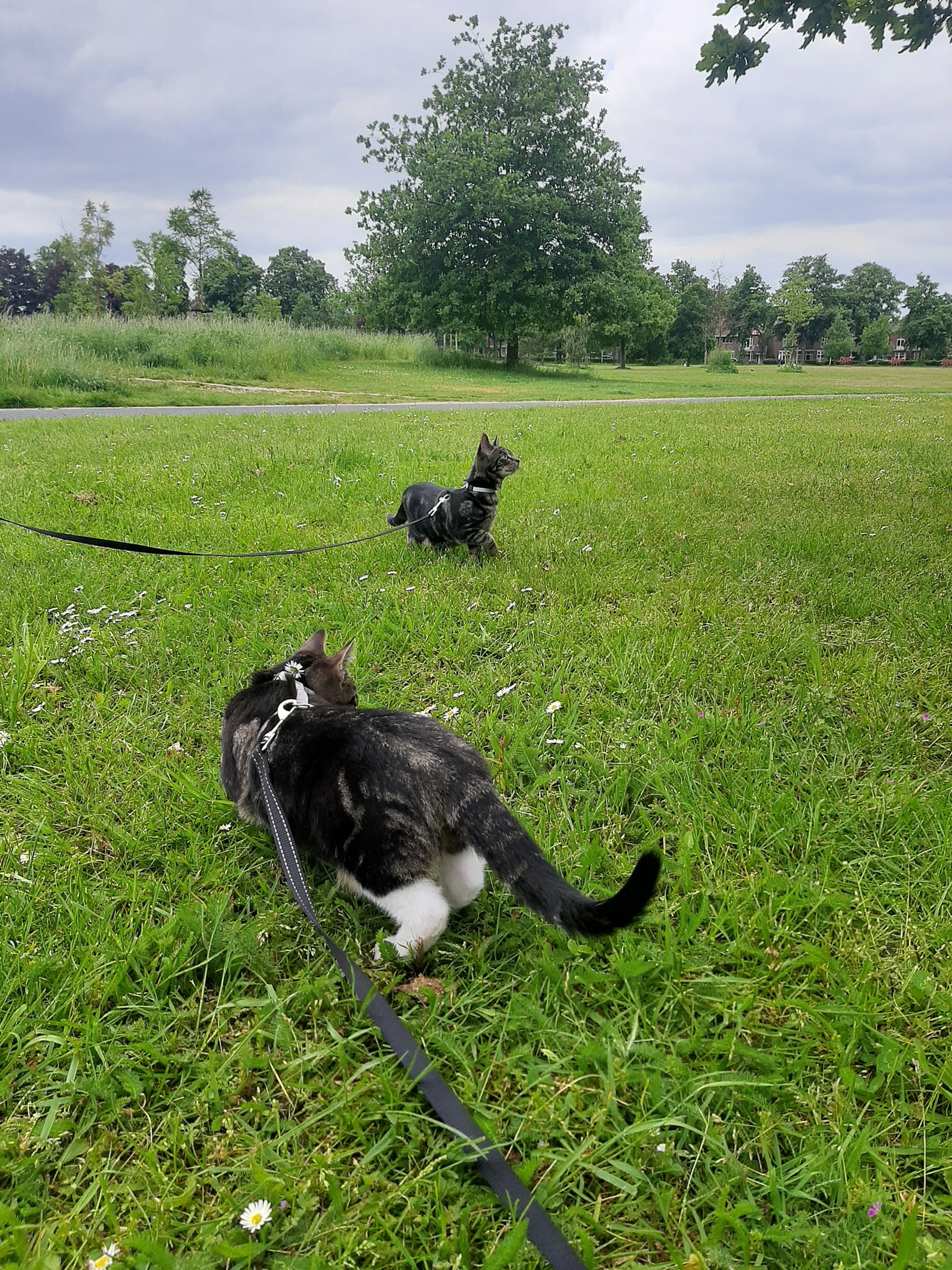 Esmee, pet sitter in Nijmegen, photo 3