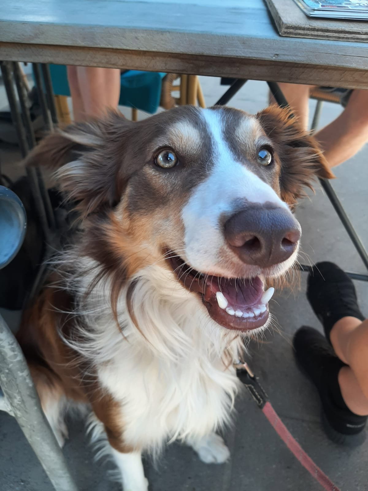 Samantha, pet sitter in Oudenbosch, photo 3