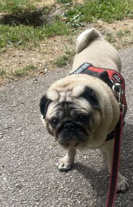jill, dierenoppas in Voorburg, foto 1