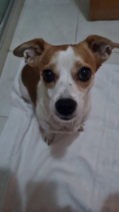 Raphael, pet sitter in Eindhoven, photo 1