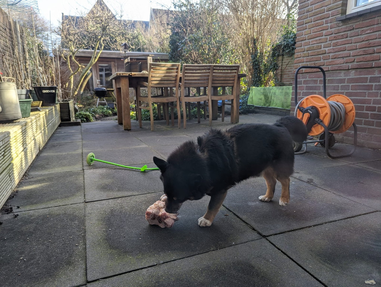 Noor, pet sitter in Sassenheim, photo 2
