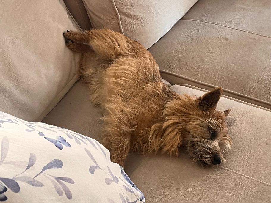 Gabriela, pet sitter in 's-Gravenhage, photo 4