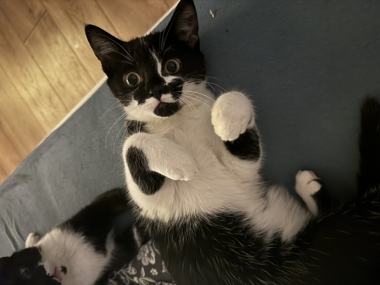 Erika, pet sitter in Roermond, photo 1