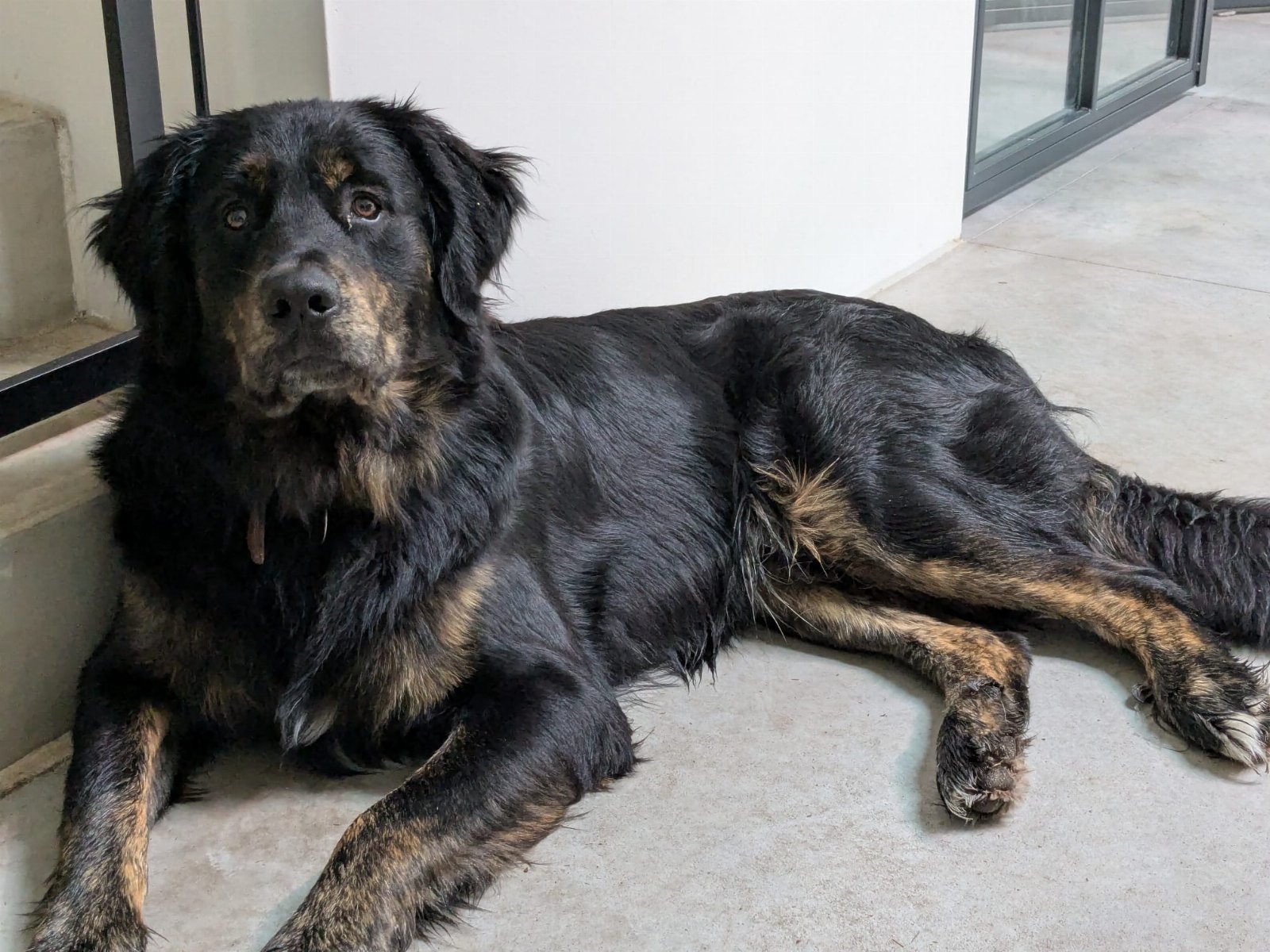 Jaqueline, pet sitter in Waalwijk, photo 1