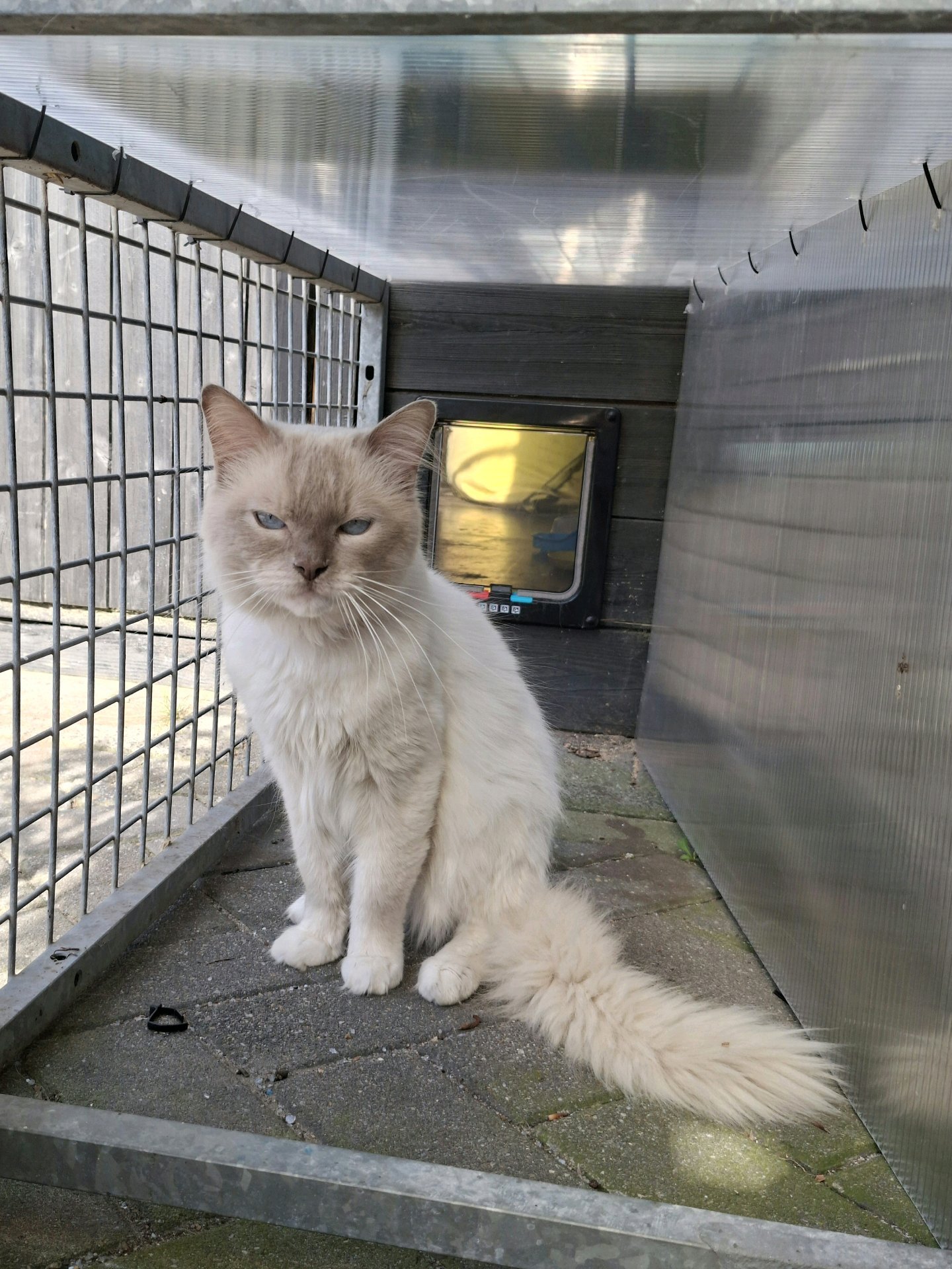 Jolijn, pet sitter in Oud Gastel, photo 4