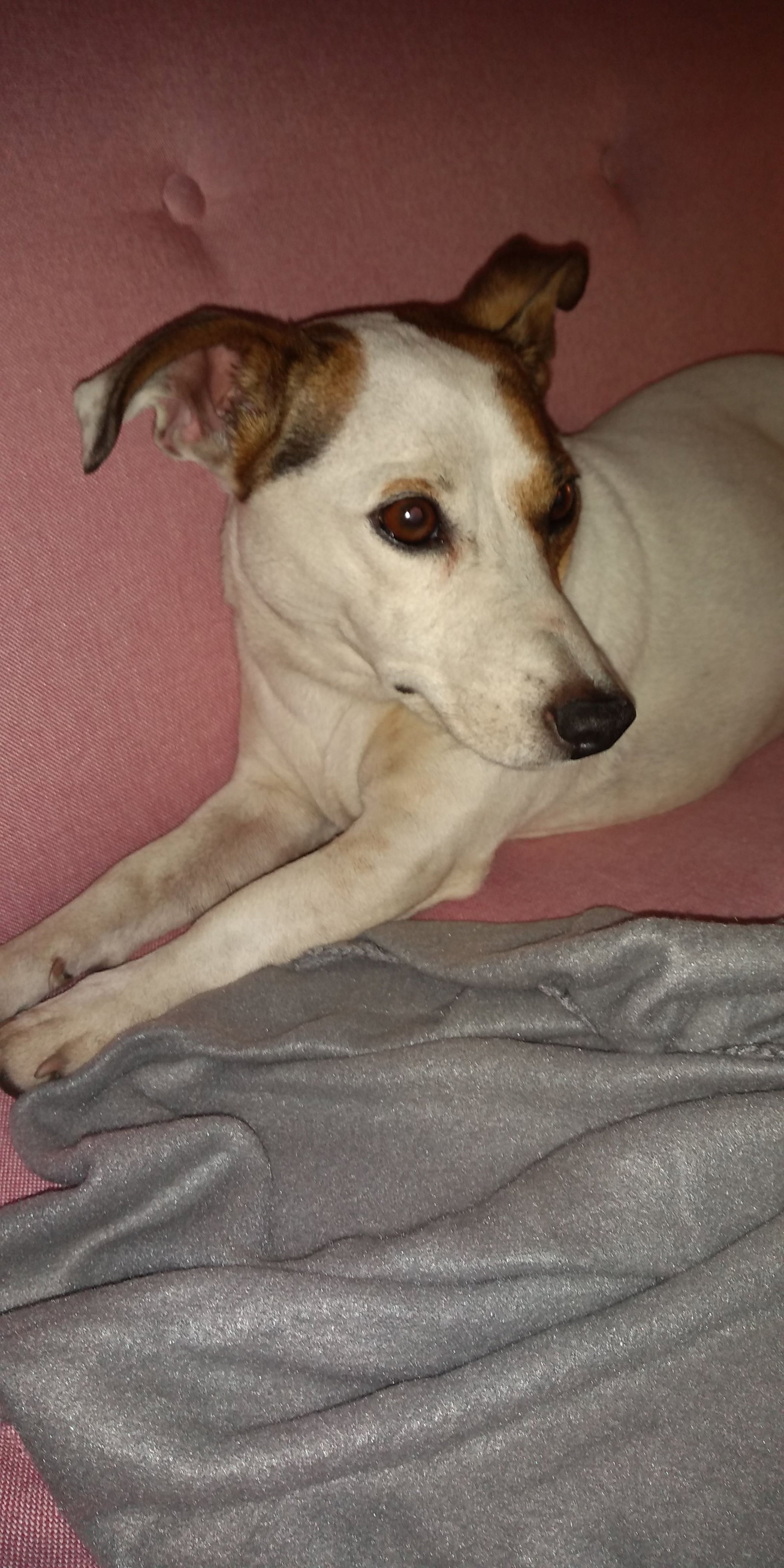 Olivia, pet sitter in Amsterdam, photo 2
