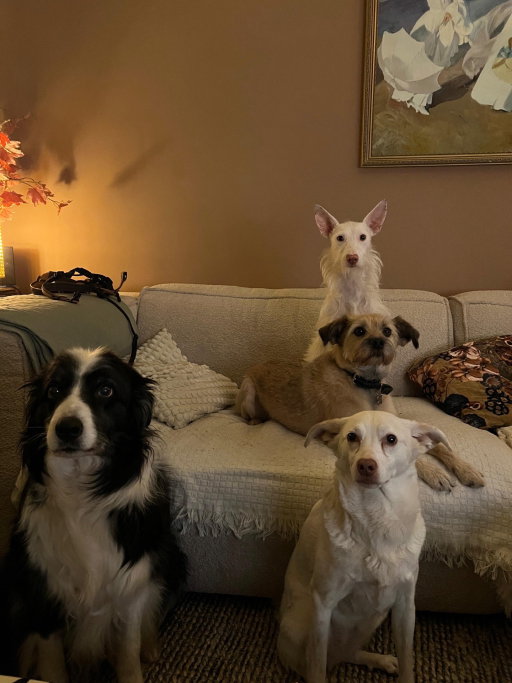Romée, pet sitter in Amsterdam, photo 1