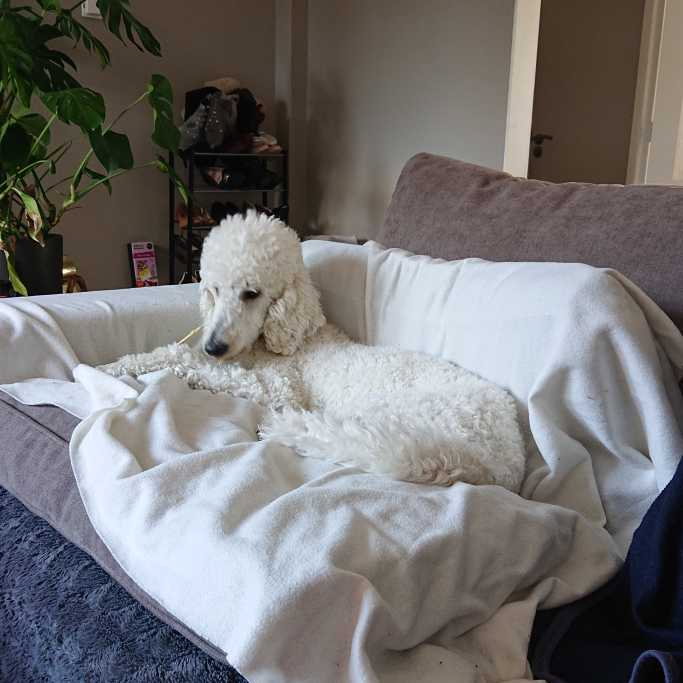 Anastasiya, pet sitter in Wassenaar, photo 2