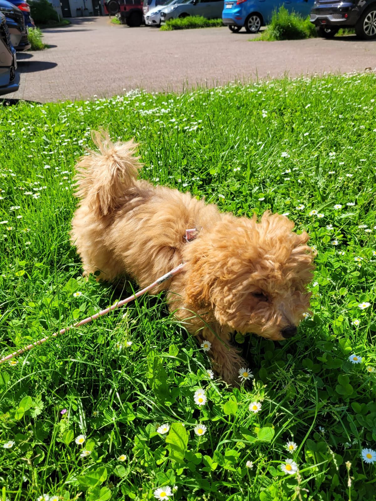 Simon, Tiersitter in Köln, Foto 5