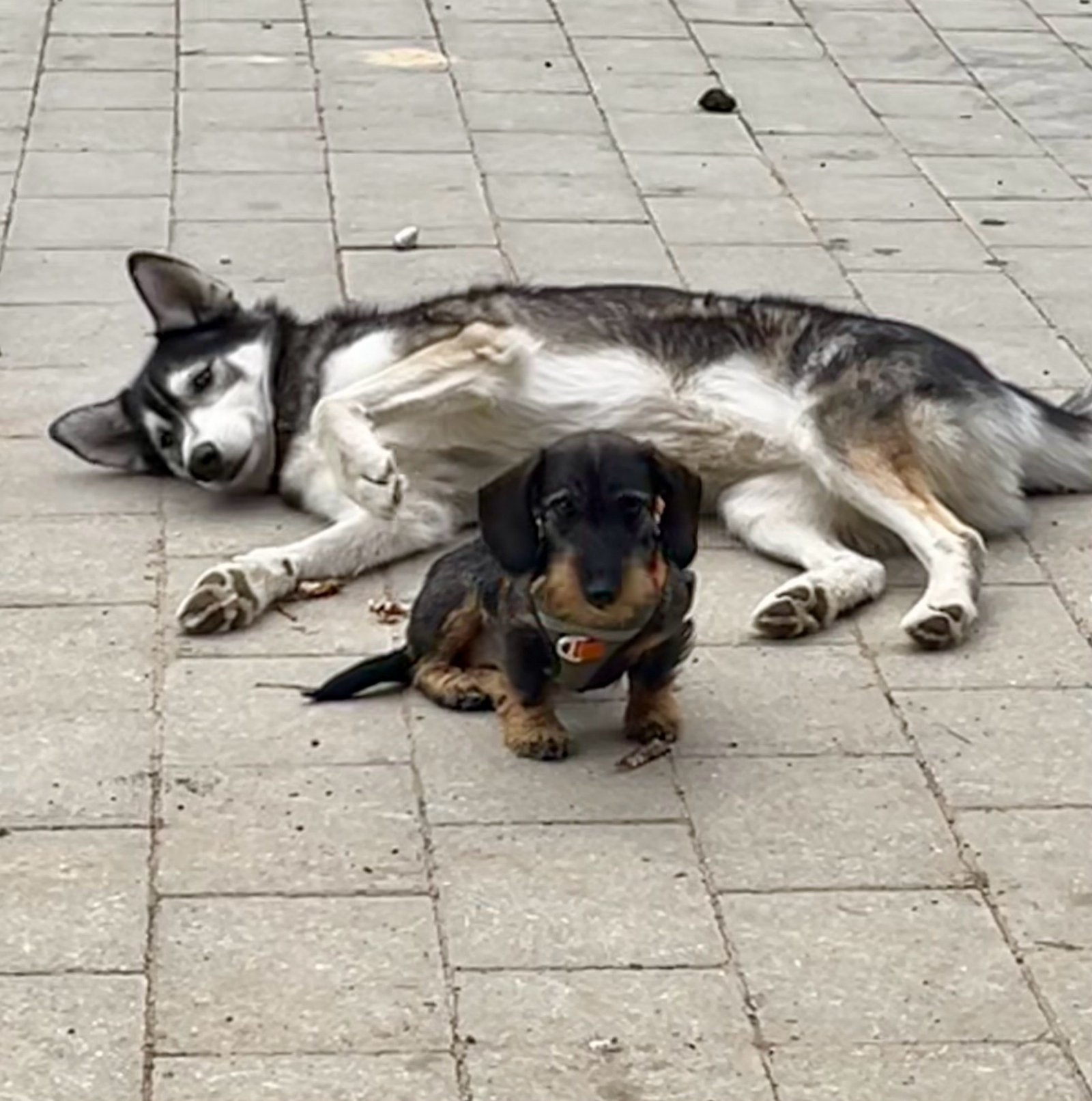 Holger, pet sitter in Planegg, photo 4