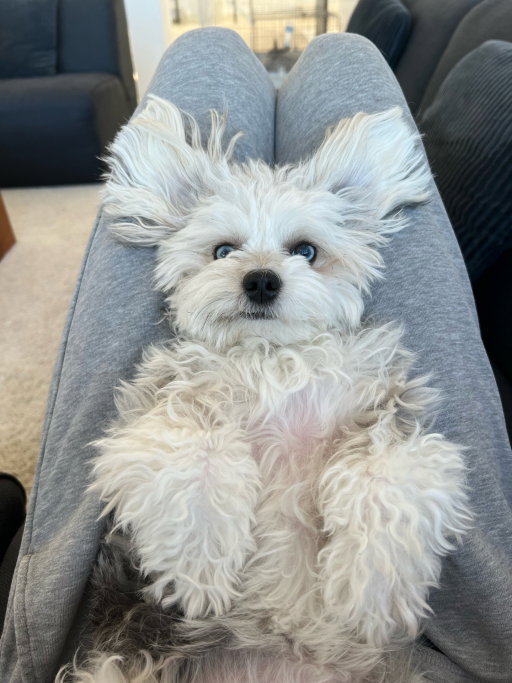 Noah, pet sitter in Amsterdam, photo 1