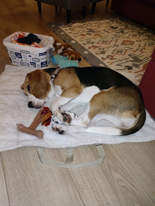 Eirini, pet sitter in Delft, photo 3
