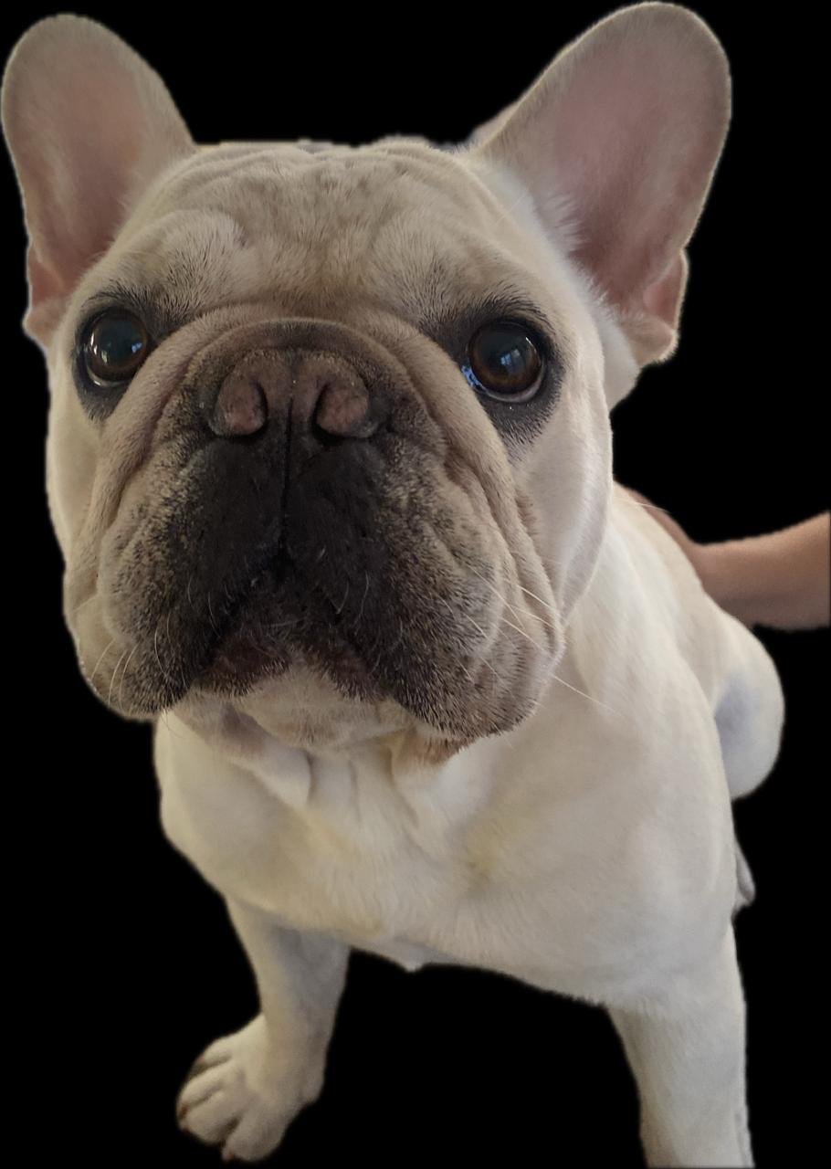 Meg, pet sitter in Rotterdam, photo 1