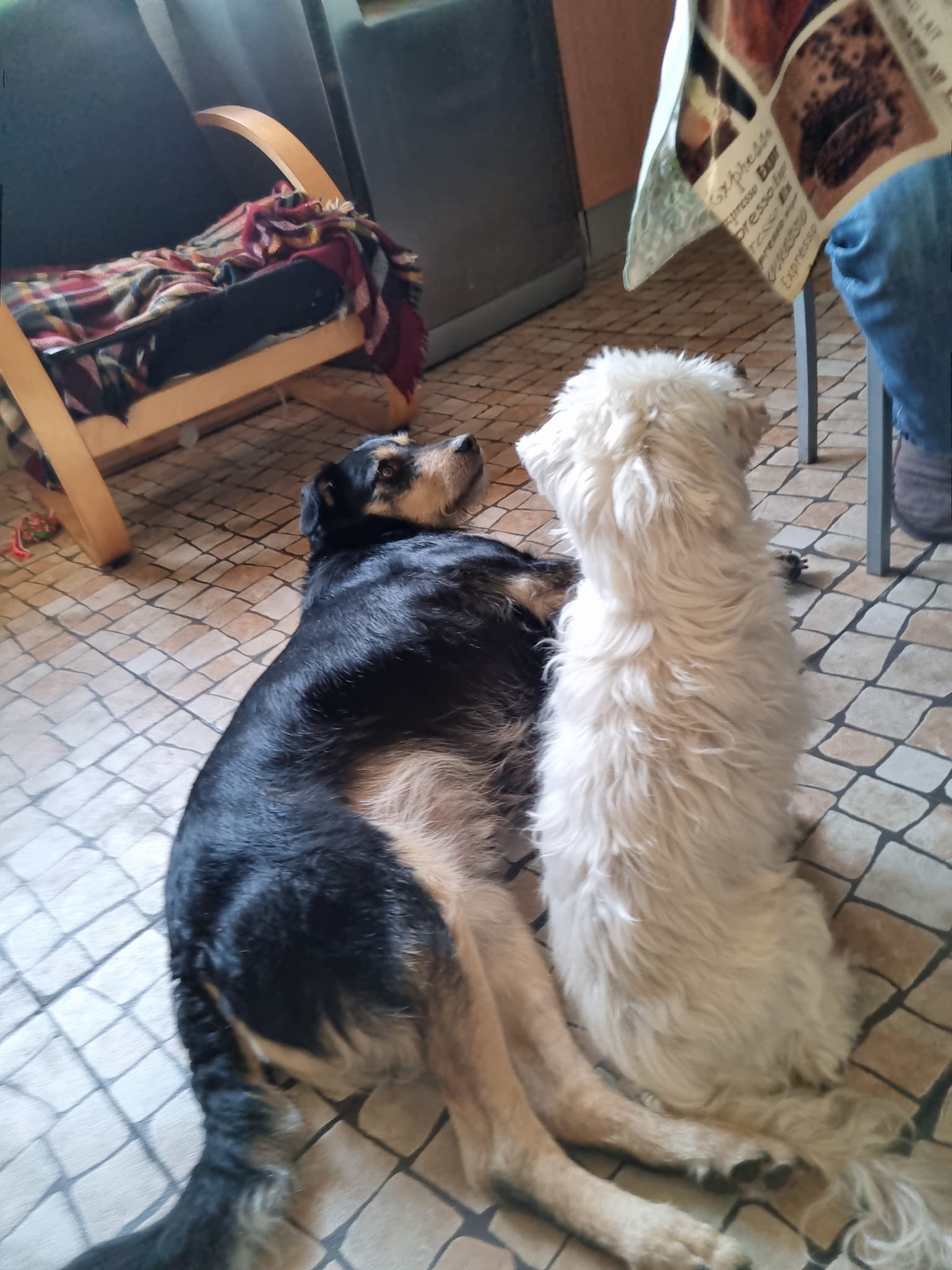 Noumi, pet sitter in Amsterdam, photo 5