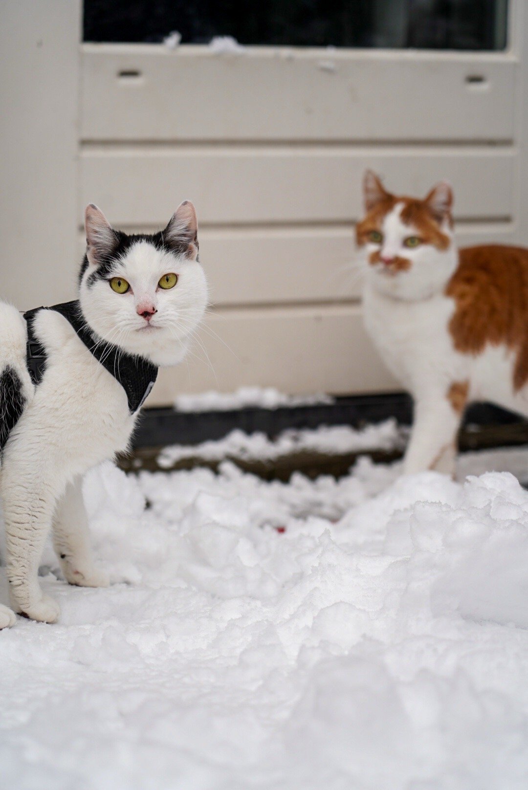 Chanel, pet sitter in Alphen aan den rijn, photo 5
