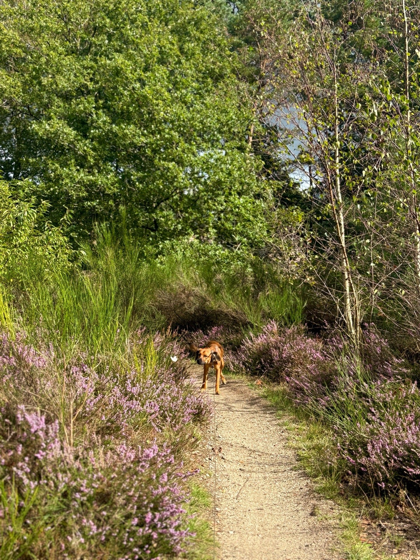 Charlotte, dierenoppas in Hilversum, foto 5