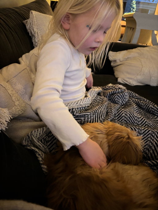 Kelly, pet sitter in Kortenhoef, photo 3