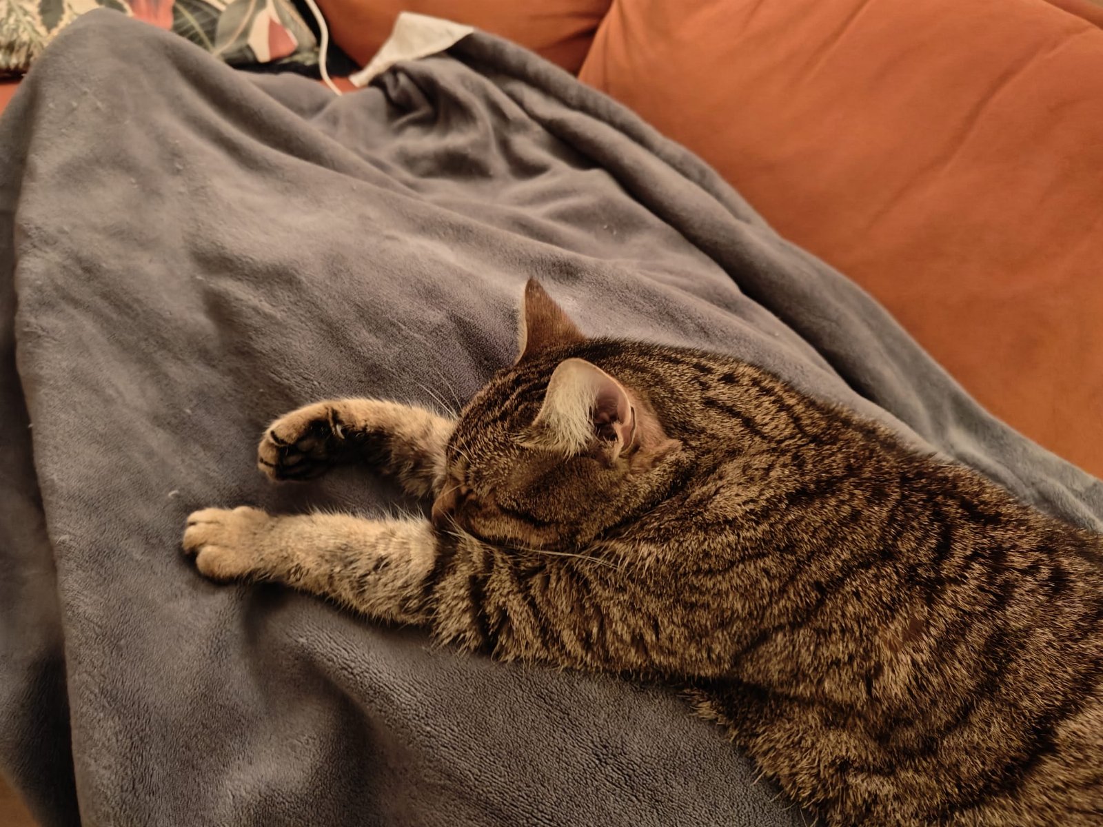 Geritia, pet sitter in Amsterdam, photo 2