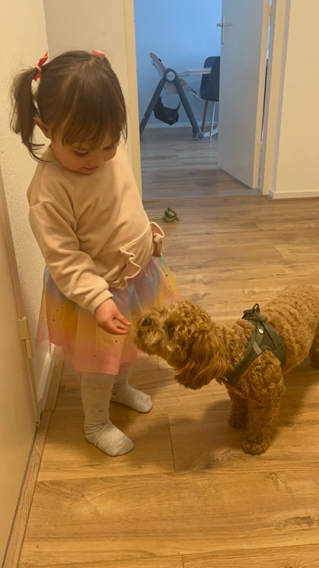 Kath, pet sitter in 's-Gravenhage, photo 5