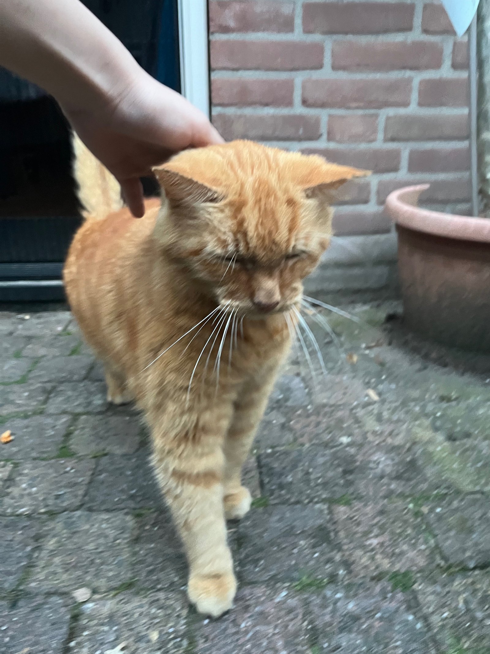 Qin, dierenoppas in Nieuwegein, foto 1