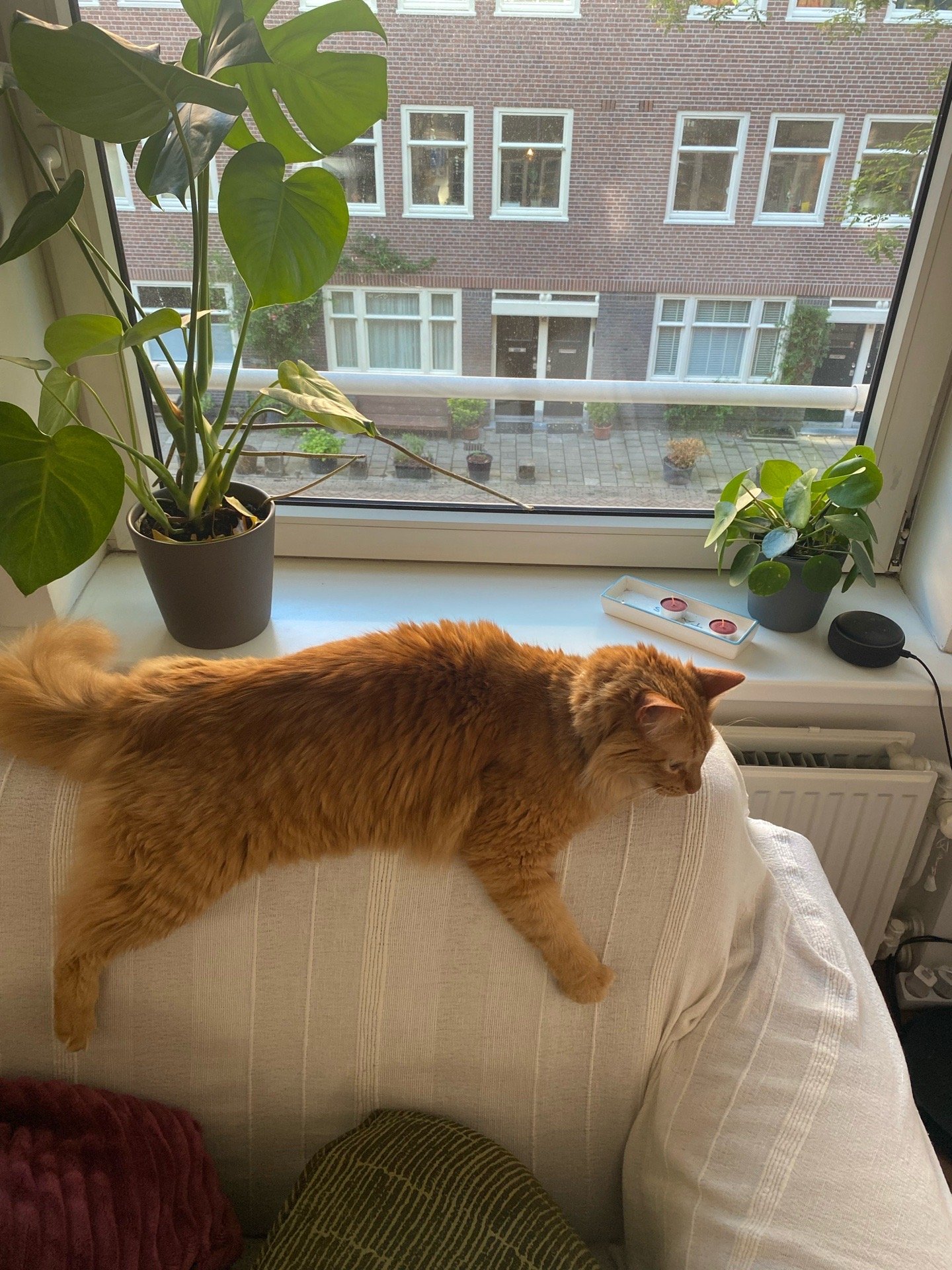 James, dierenoppas in Amsterdam, foto 5