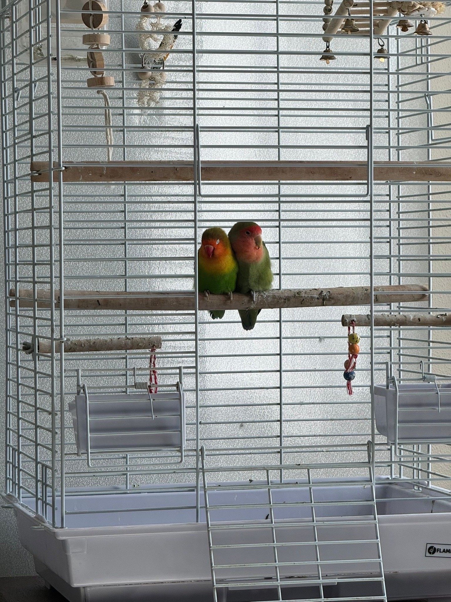 Dorina, pet sitter in Hilversum, photo 1