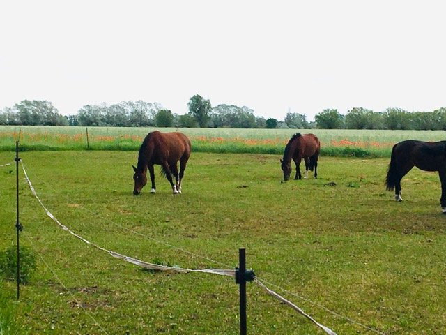Katja, Tiersitter in Planebruch, Foto 5