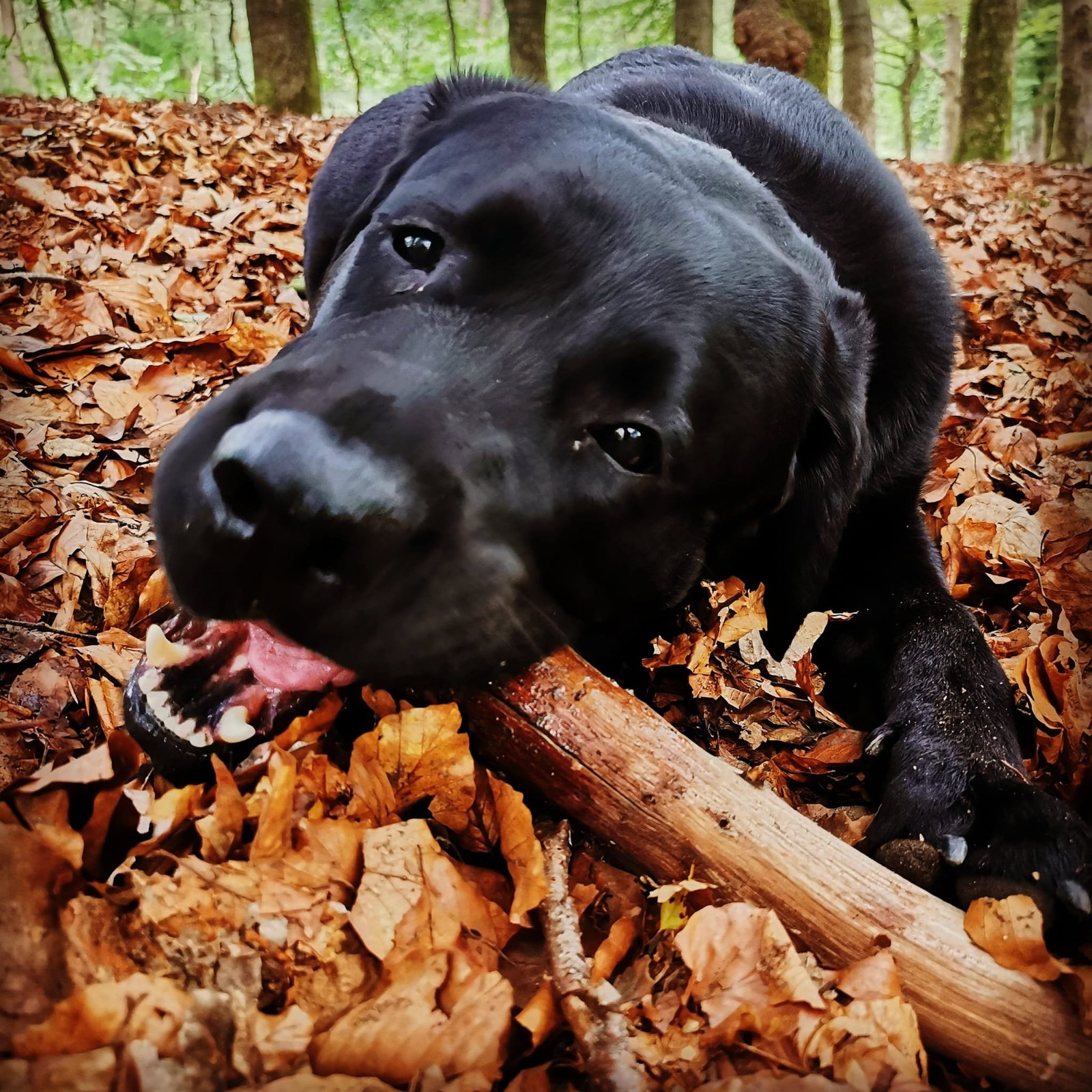 Amy, pet sitter in Houten, photo 3