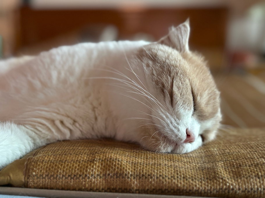 Fancy, pet sitter in Amsterdam, photo 3