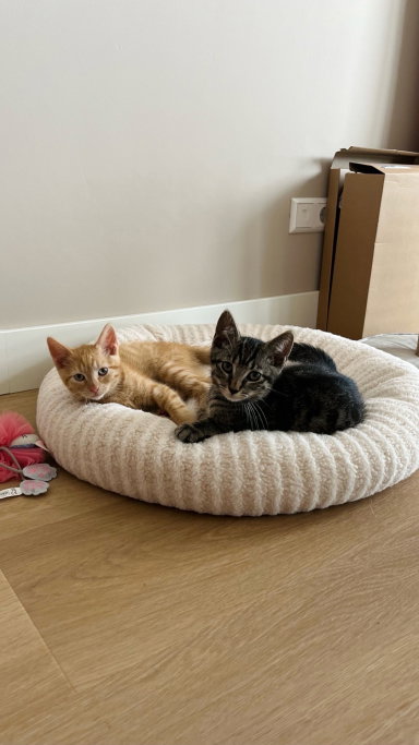 lotje, pet sitter in Amsterdam, photo 1