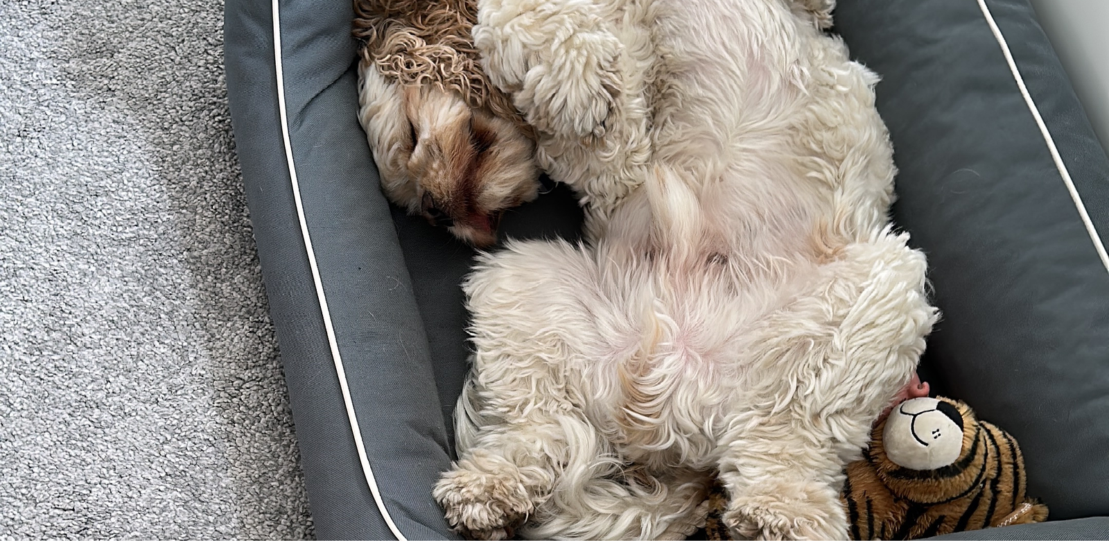 Lea, pet sitter in Hannover, photo 3