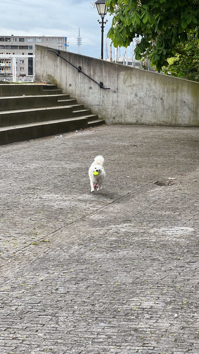 Gabriela, pet sitter in Rotterdam, photo 1