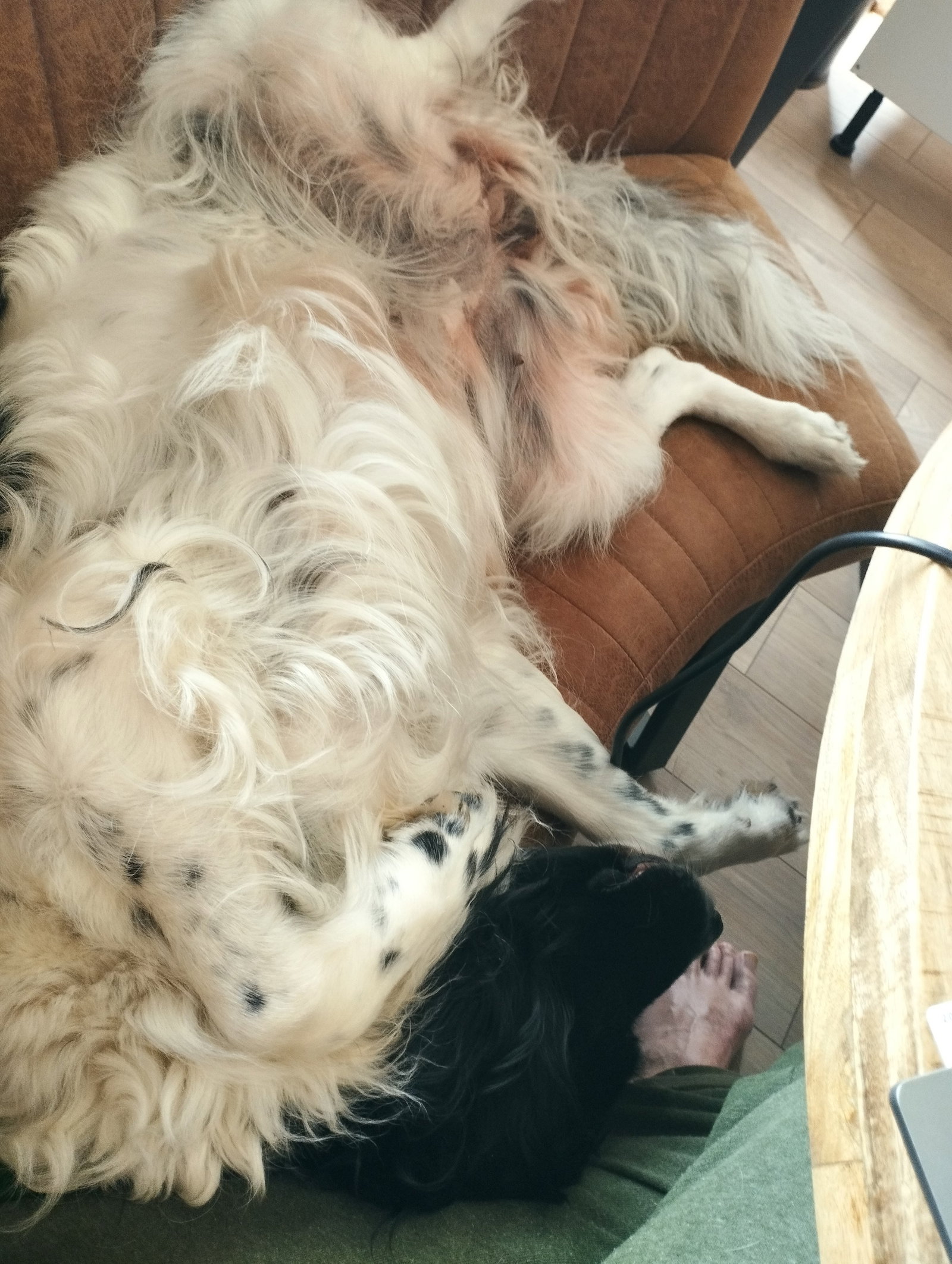 Ricardo, pet sitter in Lelystad, photo 5
