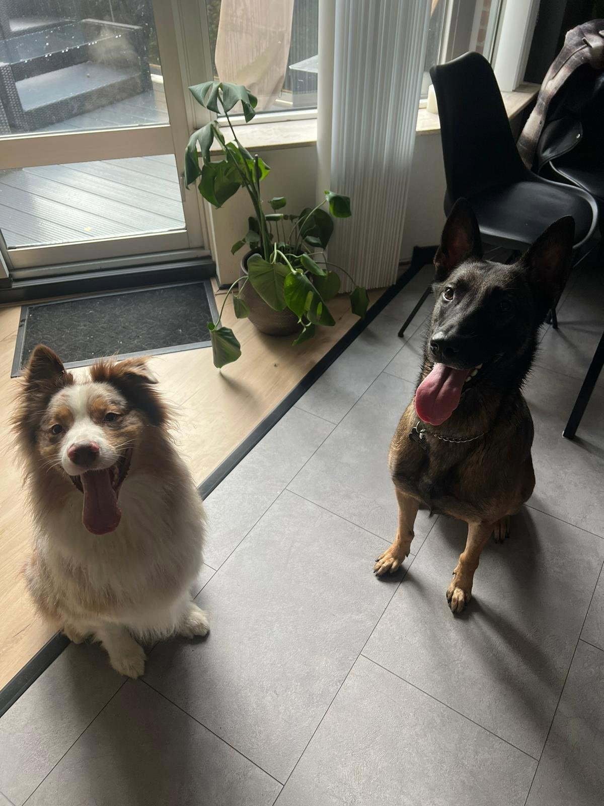 Sylwia, pet sitter in Lelystad, photo 5