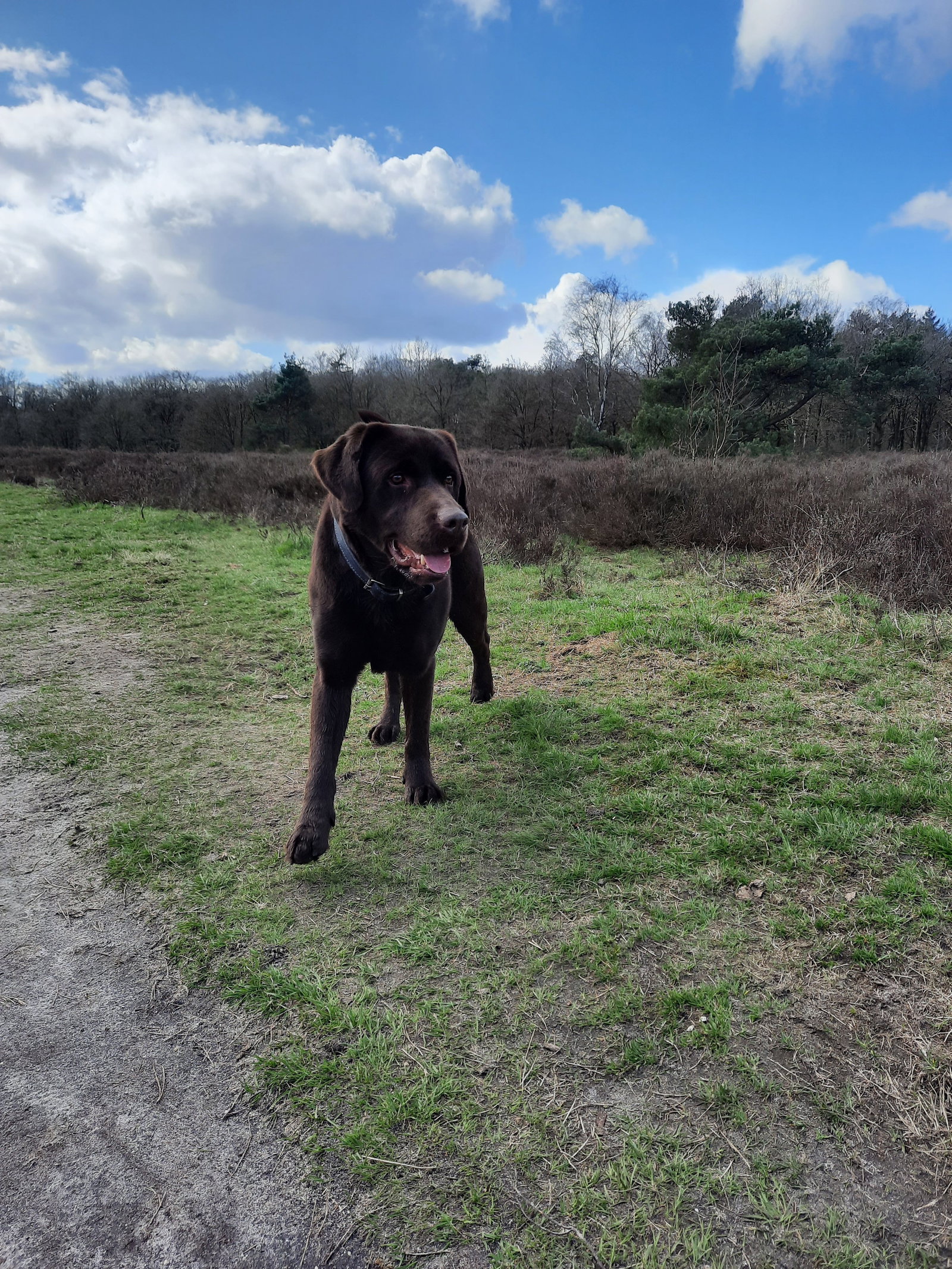 Madalina, pet sitter in Hilversum, photo 2