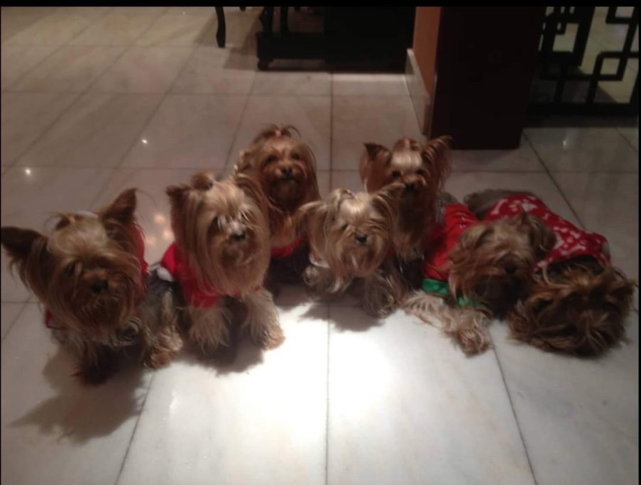 Leonardo, pet sitter in 's-Gravenhage, photo 2