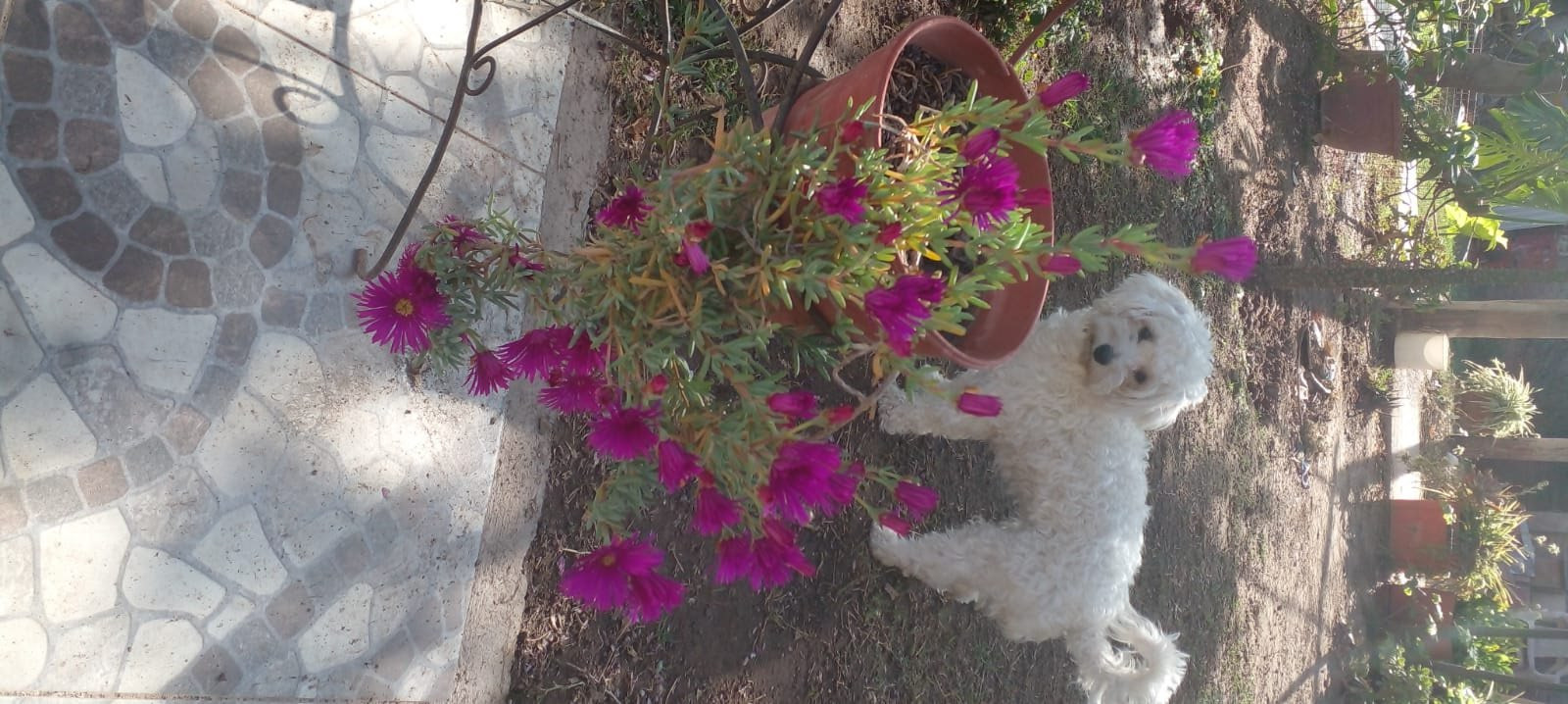 Rocio, pet sitter in 's-Gravenhage, photo 3