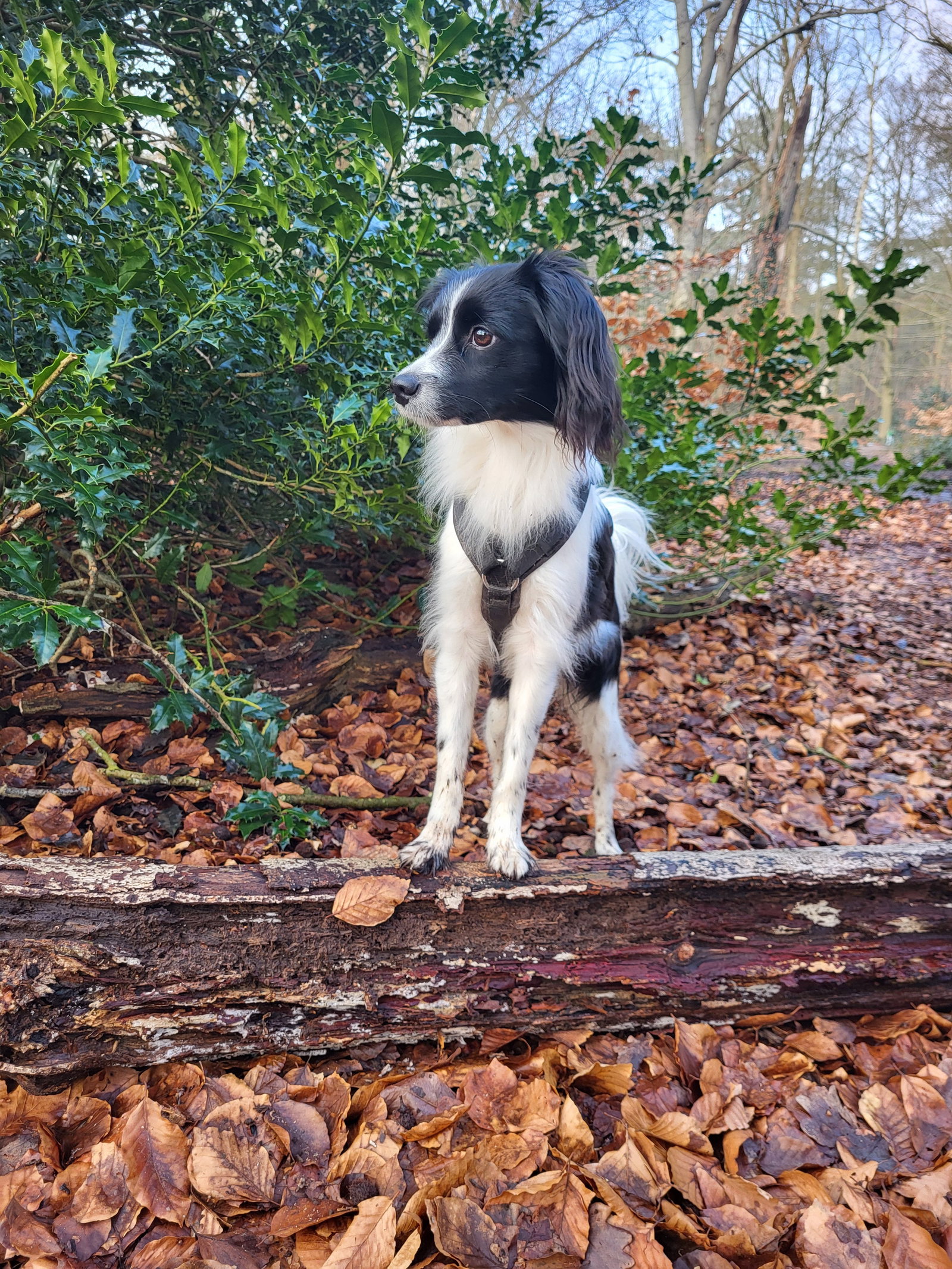 Daphne, dierenoppas in Baarn, foto 3