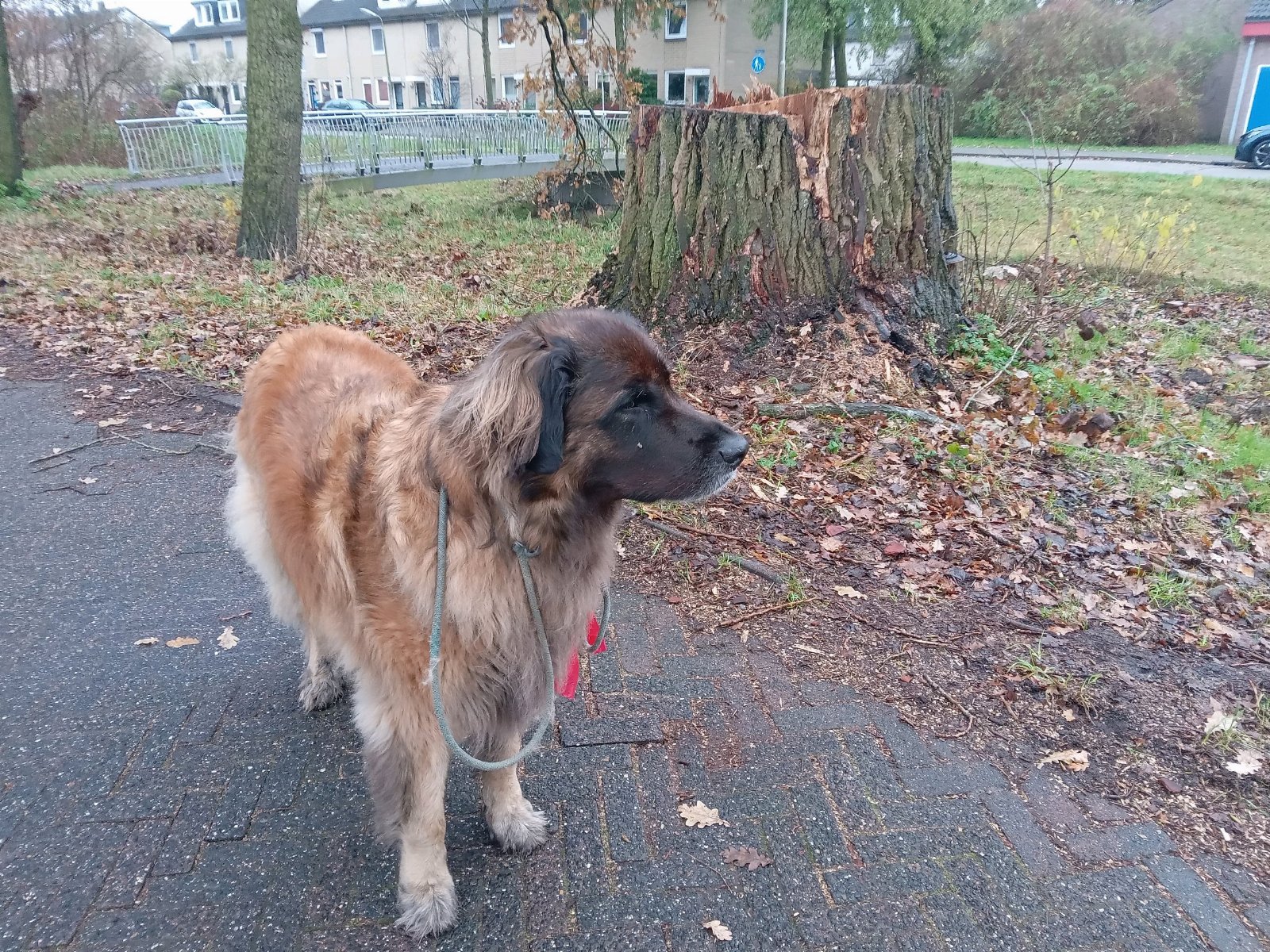 Peter, pet sitter in Amersfoort, photo 5