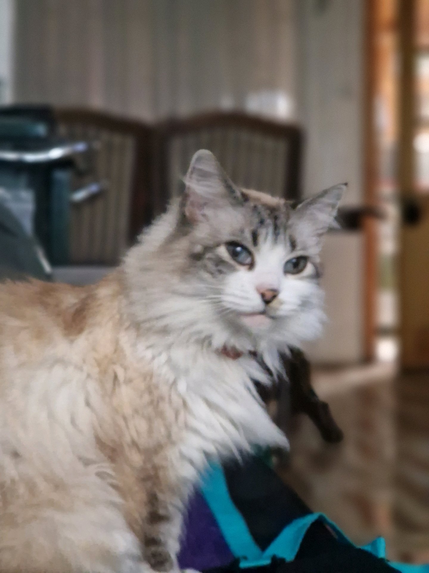 Disnelly, pet sitter in Rijswijk, photo 5