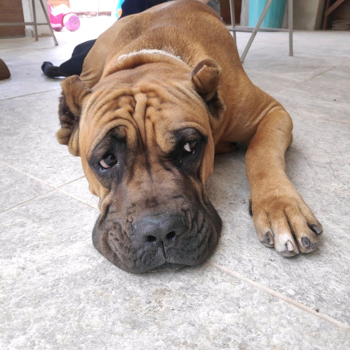 Bianca, pet sitter in Schiedam, photo 1